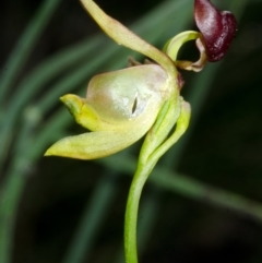 Caleana major (Large Duck Orchid) at Myola, NSW - 28 Aug 2015 by AlanS