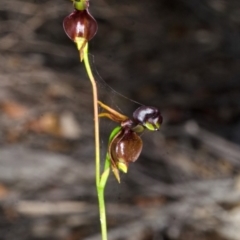 Caleana major (Large Duck Orchid) at Vincentia, NSW - 12 Dec 2014 by AlanS