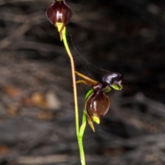 Caleana major at Vincentia, NSW - suppressed