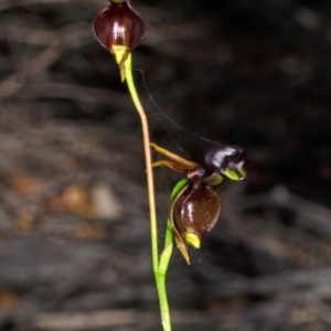 Caleana major at Vincentia, NSW - suppressed