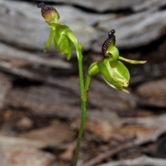 Caleana major at Vincentia, NSW - suppressed