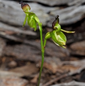 Caleana major at Vincentia, NSW - 13 Dec 2014