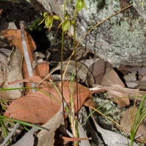 Caleana major at Vincentia, NSW - suppressed