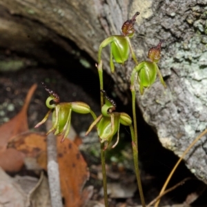 Caleana major at Vincentia, NSW - suppressed