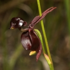 Caleana major (Large Duck Orchid) at Callala Creek Bushcare - 30 Oct 2011 by AlanS