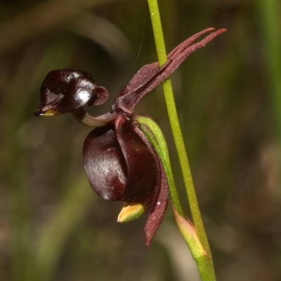 Caleana major (Large Duck Orchid) at Myola, NSW - 30 Oct 2011 by AlanS