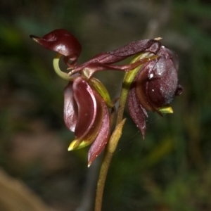 Caleana major at Myola, NSW - suppressed