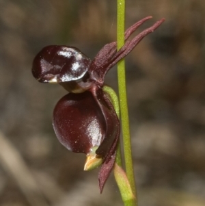 Caleana major at Myola, NSW - suppressed