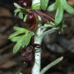 Caleana major at Myola, NSW - suppressed