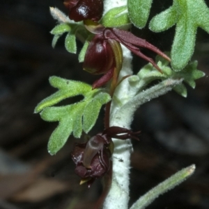 Caleana major at Myola, NSW - suppressed