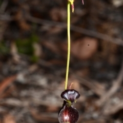 Caleana major (Large Duck Orchid) at Jervis Bay National Park - 1 Nov 2015 by AlanS