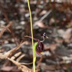 Caleana major at Huskisson, NSW - suppressed