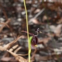 Caleana major at Huskisson, NSW - 2 Nov 2015