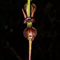 Caleana major (Large Duck Orchid) at Yerriyong, NSW - 31 Dec 2014 by AlanS