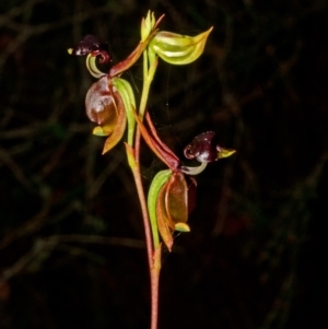 Caleana major at Yerriyong, NSW - suppressed