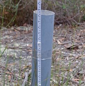 Caleana major at Yerriyong, NSW - suppressed