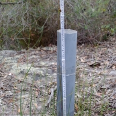 Caleana major at Yerriyong, NSW - suppressed