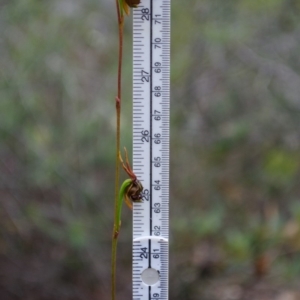 Caleana major at Yerriyong, NSW - suppressed