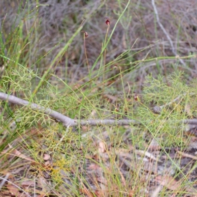 Caleana major (Large Duck Orchid) at Jerrawangala National Park - 25 Dec 2015 by AlanS