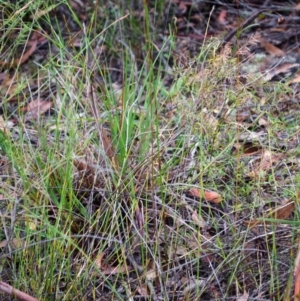 Caleana major at Jerrawangala, NSW - 26 Dec 2015