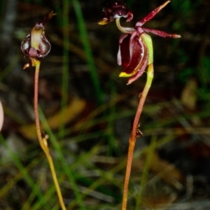 Caleana major at Jerrawangala, NSW - 26 Dec 2015