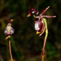 Caleana major at Jerrawangala, NSW - 26 Dec 2015