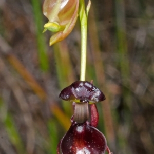 Caleana major at Yerriyong, NSW - 30 Sep 2013