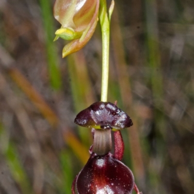 Caleana major (Large Duck Orchid) at Yerriyong, NSW - 30 Sep 2013 by AlanS