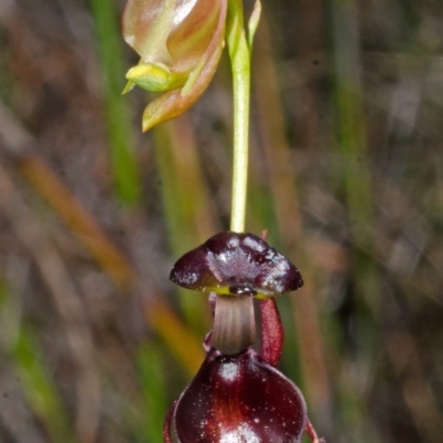 Caleana major (Large Duck Orchid) at Jerrawangala National Park - 29 Sep 2013 by AlanS