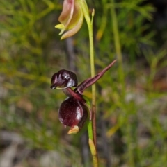 Caleana major at Yerriyong, NSW - 30 Sep 2013