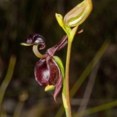 Caleana major at Yerriyong, NSW - 30 Sep 2013