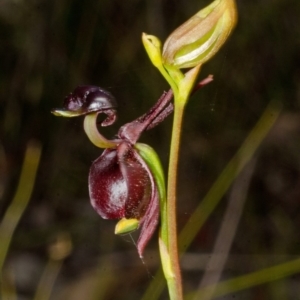 Caleana major at Yerriyong, NSW - suppressed