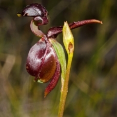 Caleana major at Yerriyong, NSW - 30 Sep 2013