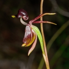 Caleana major (Large Duck Orchid) at Vincentia, NSW - 15 Nov 2013 by AlanS