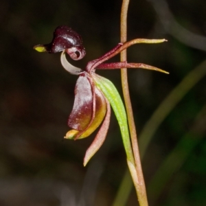 Caleana major at Vincentia, NSW - 15 Nov 2013