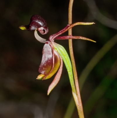 Caleana major (Large Duck Orchid) at Vincentia, NSW - 14 Nov 2013 by AlanS