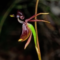 Caleana major at Vincentia, NSW - 15 Nov 2013