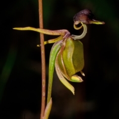 Caleana major at Vincentia, NSW - 15 Nov 2013