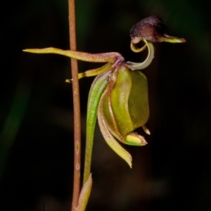 Caleana major at Vincentia, NSW - 15 Nov 2013