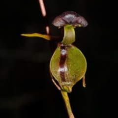Caleana major at Vincentia, NSW - suppressed