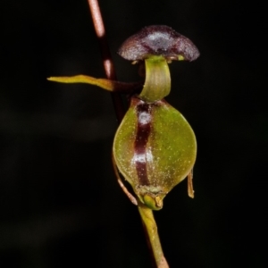 Caleana major at Vincentia, NSW - 15 Nov 2013