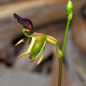 Caleana major at Vincentia, NSW - 15 Nov 2013