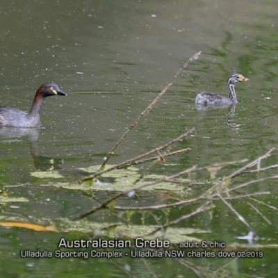 Tachybaptus novaehollandiae (Australasian Grebe) at Ulladulla, NSW - 13 Feb 2019 by CharlesDove