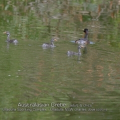 Tachybaptus novaehollandiae at Ulladulla, NSW - 13 Feb 2019 12:00 AM