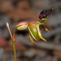 Caleana minor (Small Duck Orchid) at Vincentia, NSW - 10 Dec 2014 by AlanS