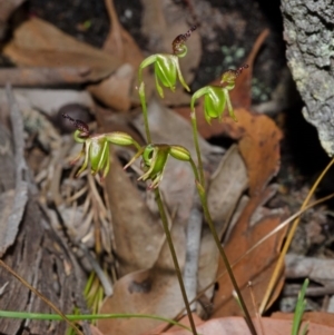 Caleana minor at Vincentia, NSW - 10 Dec 2014