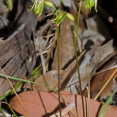 Caleana minor at Vincentia, NSW - suppressed