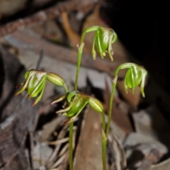 Caleana minor at Vincentia, NSW - 10 Dec 2014