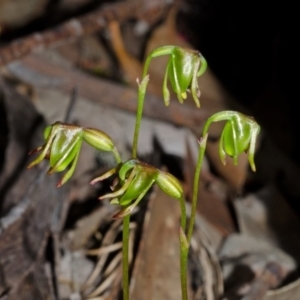 Caleana minor at Vincentia, NSW - suppressed