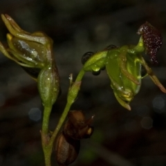 Caleana minor (Small Duck Orchid) at Vincentia, NSW - 8 Jan 2011 by AlanS